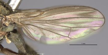 Media type: image;   Entomology 11181 Aspect: front wing